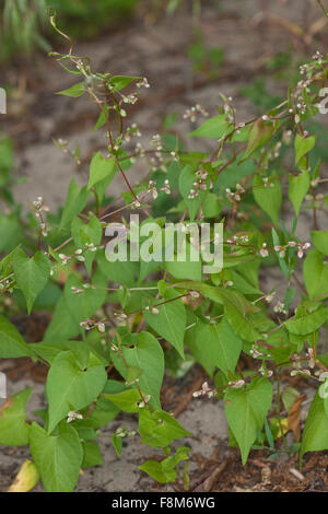 La renouée liseron, noir, Windenknöterich Winden-Knöterich, Fallopia convolvulus,, Polygonum convolvulus, Bilderdykia Banque D'Images