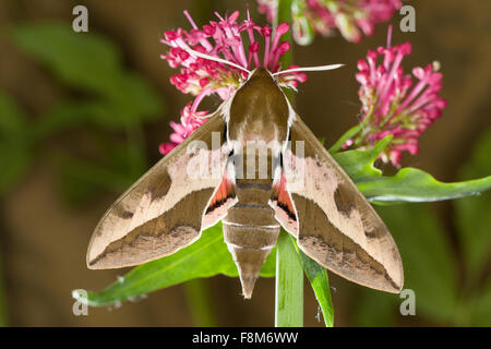 Spurge Hawk-moth, Sphynx de l'euphorbe ésule, Wolfsmilch-Schwärmer, Wolfsmilchschwärmer, Hyles euphorbiae, Celerio euphorbiae Banque D'Images