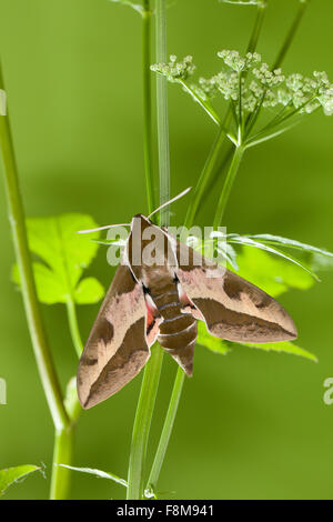 Spurge Hawk-moth, Sphynx de l'euphorbe ésule, Wolfsmilch-Schwärmer, Wolfsmilchschwärmer, Hyles euphorbiae, Celerio euphorbiae Banque D'Images