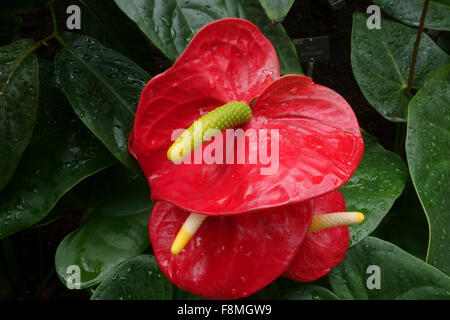 En forme de cœur rouge Anthurium sp. et des bractées spadice de fleurs dans une serre avec l'environnement de l'eau sous forme de brouillard gouttelettes sur les feuilles Banque D'Images