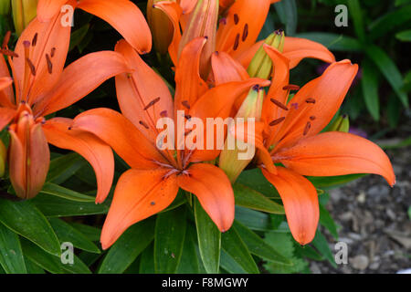 De plus en plus faible des lis fleur orange ouvrir en plein soleil dans un jardin lit de fleur, Berkshire, juin Banque D'Images