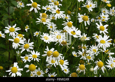 Camomille matricaire inodore, Tripleurospermum imodorum, la floraison, Berkshire, Juillet Banque D'Images