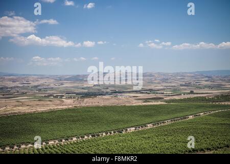 Vignoble, Sanluri, Sardaigne, Italie Banque D'Images