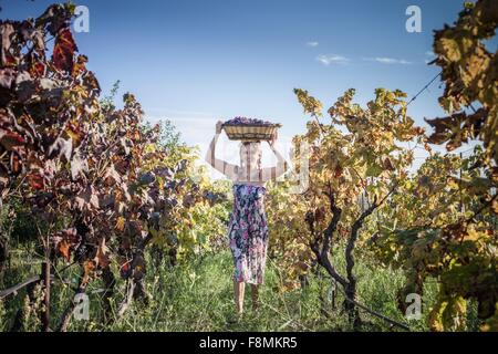 Woman balancing panier de raisins sur tête à vignoble, Quartucciu, Sardaigne, Italie Banque D'Images