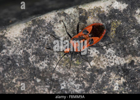 Noir et rouge Squash Bug, bug, cannelle, Zimtwanze Zimt-Wanze Glasflügel-Wanze, Corizus hyoscyami,, Glasflügelwanze Banque D'Images