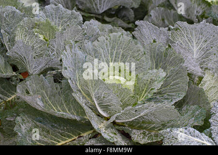 Chou de Milan, Wirsingkohl Wirsing-Kohl Wirsing,,, Kopfkohl, Brassica oleracea capitata var. sabauda, Brassica oleracea sabauda Banque D'Images