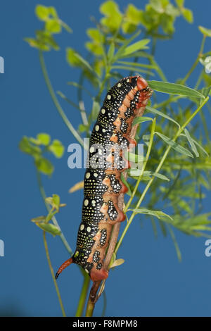 Spurge Hawk-moth, sphynx, Caterpillar, Wolfsmilch-Schwärmer, Wolfsmilchschwärmer, Raupe, Hyles euphorbiae, Celerio euphorbiae Banque D'Images