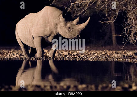 Le rhinocéros noir (Diceros bicornis) au point d'eau la nuit - andersson's camp - près de parc national d'Etosha, Namibie, Afrique Banque D'Images