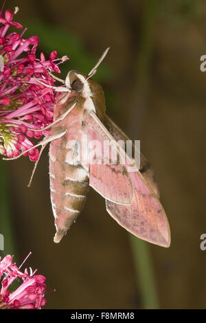 Spurge Hawk-moth, Sphynx de l'euphorbe ésule, Wolfsmilch-Schwärmer, Wolfsmilchschwärmer, Hyles euphorbiae, Celerio euphorbiae Banque D'Images