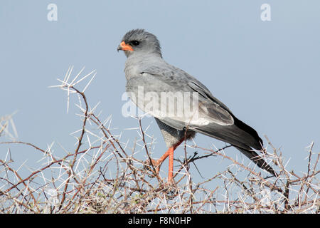 Le chant clair du sud Autour des palombes (Melierax canorus) - Etosha National Park, Namibie, Afrique Banque D'Images