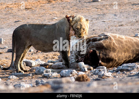 L'African Lion (Panthera leo) girafe manger tuer - Etosha National Park, Namibie, Afrique Banque D'Images