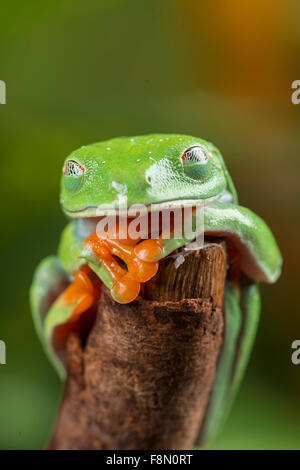 Red-Eyed Tree Frog (agalychnis callidryas). . Membrane transparente semi sur l'œil. Studio, contrôlé Banque D'Images