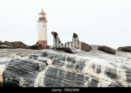 Les Otaries à fourrure du Cap près de Diaz Point Lighthouse - Luderitz, Namibie Banque D'Images