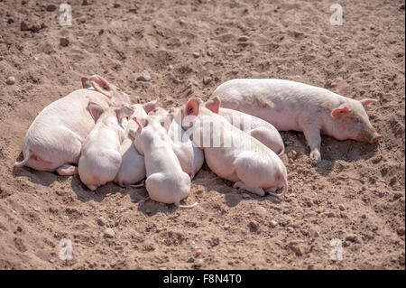 Dormir dans les porcelets porcherie on farm Banque D'Images