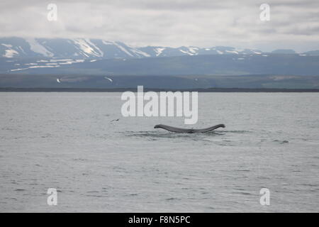 Baleine à bosse dans la baie de Skjalfandi Husavik nord-est de l'Islande Europe Banque D'Images