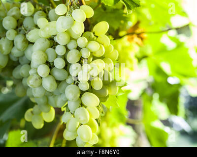 Kish mûrs-mish raisins sur la vigne. Soleil Vert feuilles sur l'arrière-plan. Banque D'Images