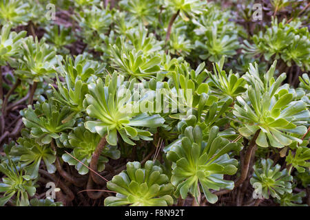 Aeonium arboreum, l'arbre arbre aeonium, houseleek, ou irlandais rose, est un succulent, mémoires d'subtropicales du genre Aeonium. Il Banque D'Images