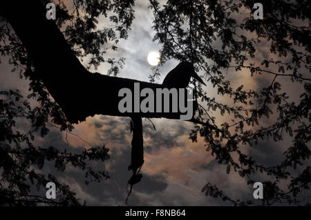 Un adulte à poitrine blanche, Kingfisher Halcyon smyrnensis (Linnaeus) prenant appui sur une branche dans la nuit, Noida, Uttar Pradesh, Inde. Banque D'Images