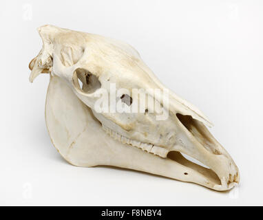 Découpe du crâne de cheval coupé cut-out, Equus ferus caballus Banque D'Images