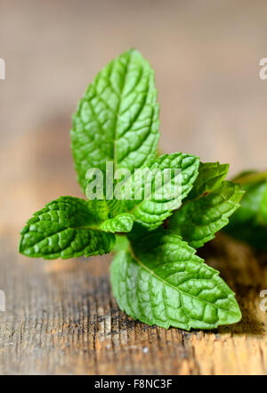 Des feuilles de menthe fraîchement cueillies Banque D'Images