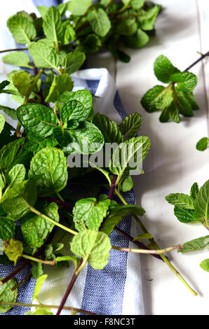 Des feuilles de menthe fraîchement cueillies Banque D'Images