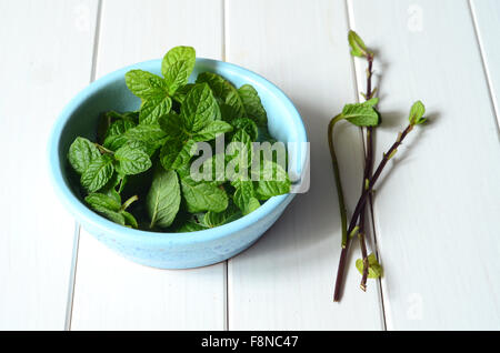 Des feuilles de menthe fraîchement cueillies Banque D'Images