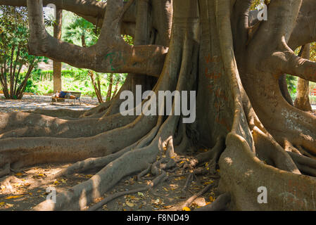 Banyan Tree, vue sur un immense banyan Tree dans la Villa Bellini, le plus grand parc et jardin de Catane. Banque D'Images