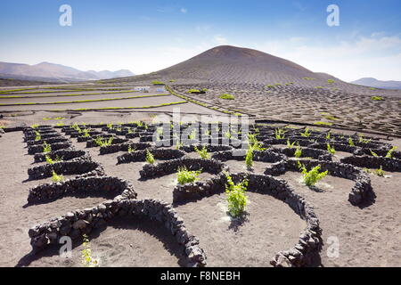 L'île de Lanzarote - plantation de vignes en sol volcanique dans la région de La Geria, îles de Canaries, Espagne Banque D'Images