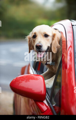 Golden Retriever à la fenêtre de la voiture de Banque D'Images
