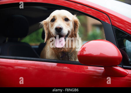 Golden Retriever à la fenêtre de la voiture de Banque D'Images