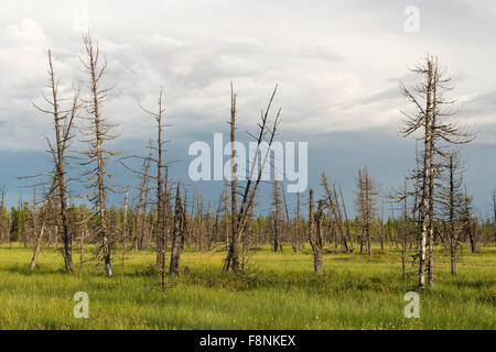 Paysage pittoresque des arbres dans les marécages dans la taïga sibérienne Banque D'Images