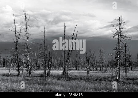 Paysage pittoresque des arbres dans les marécages dans la taïga sibérienne Banque D'Images