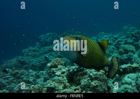 Les balistes Titan, Balistoides viridescens, à la recherche de proies dans un récif de corail dans le sud de l'Egypte, Marsa Alam. Banque D'Images