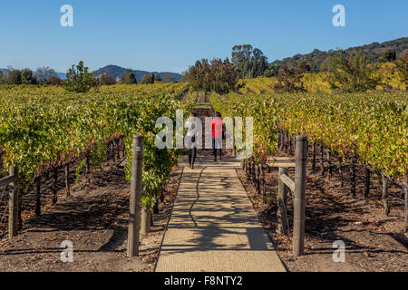 Les gens, les touristes, de raisin vigne, vignobles, vignoble, vignes, Darioush Winery, Silverado Trail, Napa Valley, Comté de Napa, Californie Banque D'Images