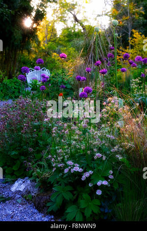 Astrantia bo ann allium purple sensation lit mixte blanc vivace chasse Jardin coin siège Brook coucher du soleil printemps Floral RM Banque D'Images