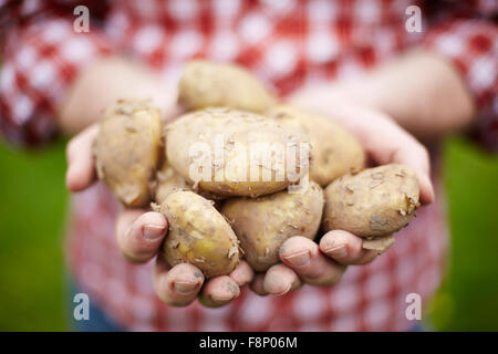 Man Holding Freshly Picked Pommes de terre Jersey Royal Banque D'Images