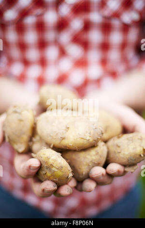 Man Holding Freshly Picked Pommes de terre Jersey Royal Banque D'Images