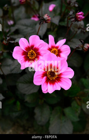 Dahlia heureux seul HS wink rose fleur fleurs dahlias fleur dahlia tubercule vivace plante tubéreuse Floral RM Banque D'Images