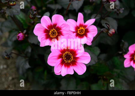 Dahlia heureux seul HS wink rose fleur fleurs dahlias fleur dahlia tubercule vivace plante tubéreuse Floral RM Banque D'Images