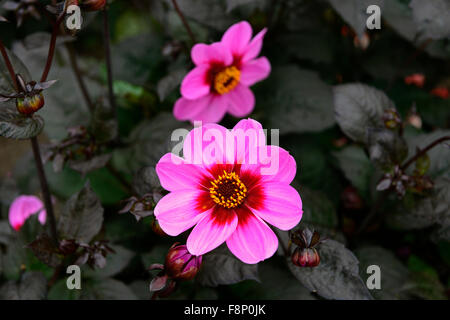 Dahlia heureux seul HS wink rose fleur fleurs dahlias fleur dahlia tubercule vivace plante tubéreuse Floral RM Banque D'Images