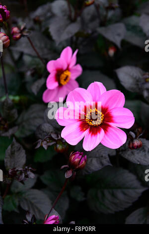 Dahlia heureux seul HS wink rose fleur fleurs dahlias fleur dahlia tubercule vivace plante tubéreuse Floral RM Banque D'Images