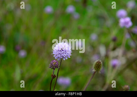 Cardère dipsacus fleurs fleur fleurs floral violet wildlife friendly RM Banque D'Images