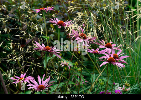 Echinacea purpurea magnus stipa gigantea herbe échinacée combinaison graminées vivaces jardin floral RM Banque D'Images