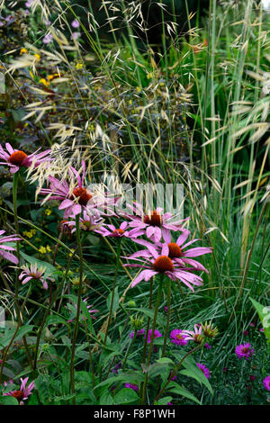 Echinacea purpurea magnus stipa gigantea herbe échinacée combinaison graminées vivaces jardin floral RM Banque D'Images