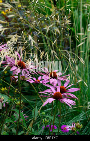 Echinacea purpurea magnus stipa gigantea herbe échinacée combinaison graminées vivaces jardin floral RM Banque D'Images