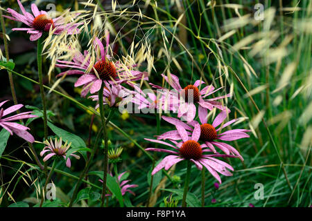 Echinacea purpurea magnus stipa gigantea herbe échinacée combinaison graminées vivaces jardin floral RM Banque D'Images