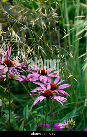 Echinacea purpurea magnus stipa gigantea herbe échinacée combinaison graminées vivaces jardin floral RM Banque D'Images