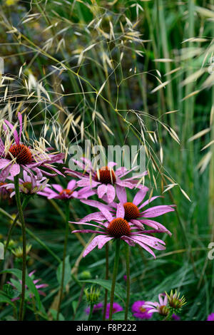 Echinacea purpurea magnus stipa gigantea herbe échinacée combinaison graminées vivaces jardin floral RM Banque D'Images