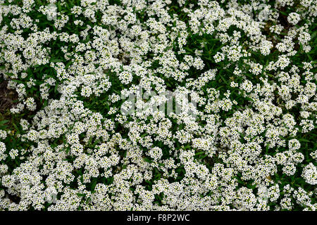 Lobularia maritima syn Alyssum tapis de neige blanc wonderland cultivar fleur fleur profuse masse annuelle profusion color Banque D'Images