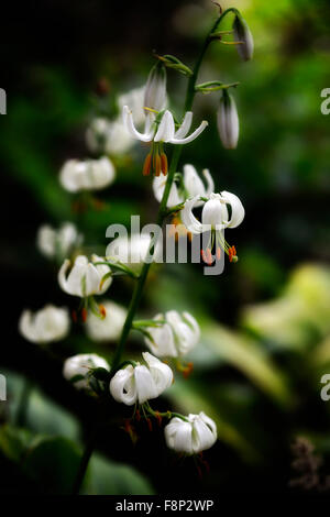 Lilium martagon lis lily alba white turk turcs la floraison de fleurs fleurs floral RM point sélective portrait Banque D'Images